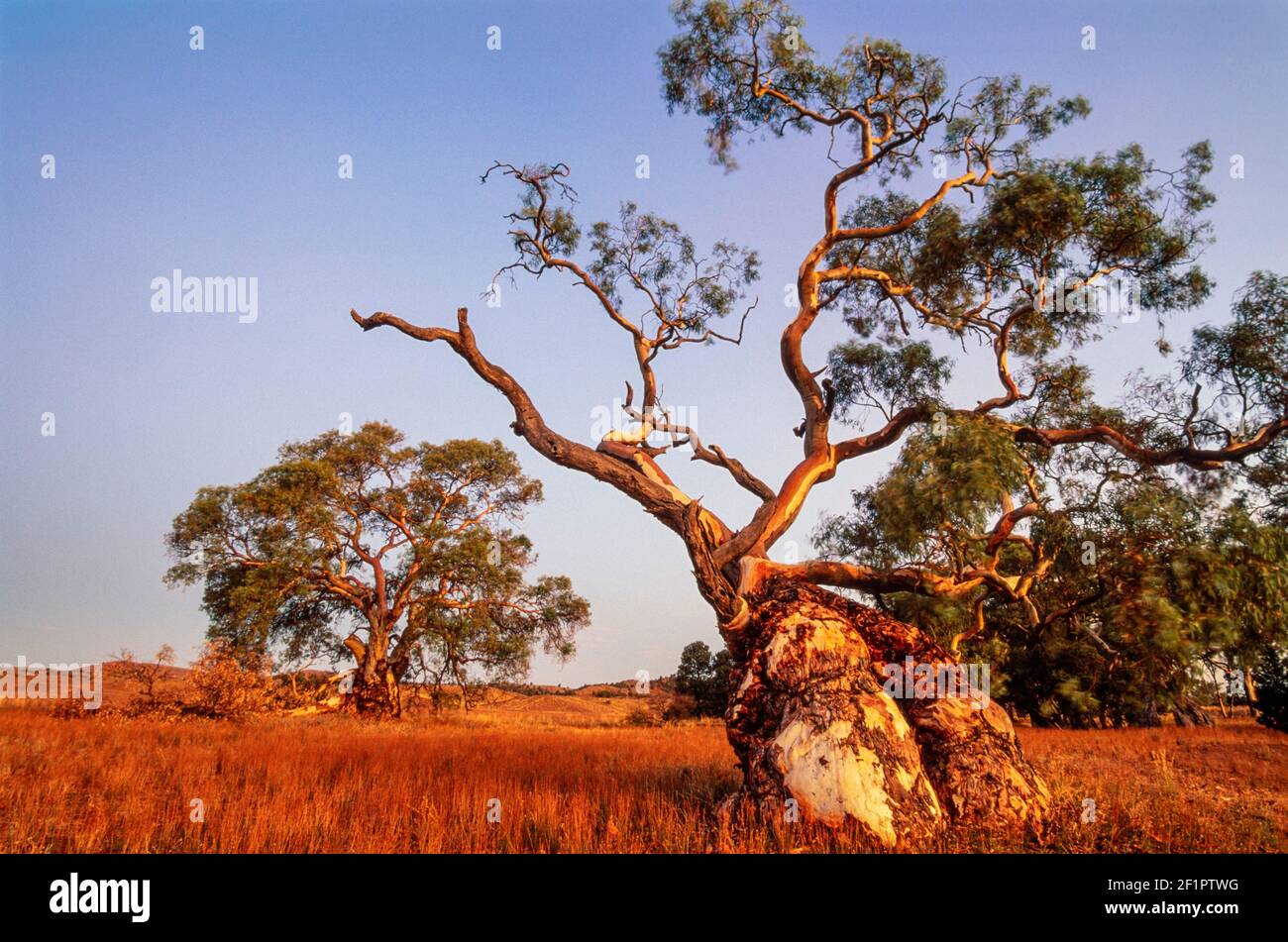 2000 Flinders Ranges South Australia - Twin Gum Trees Eucalipto Trees in the Flinders Ranges near Wilpena Pound preso nella luce dopo il tramonto penombra Flinders Ranges National Park, South Australia. Gli eucalipti, spesso chiamati alberi di gomma, sono icone della flora australiana. Con più di 800 specie dominano il paesaggio australiano, formando foreste, boschi e arbusti in tutti gli ambienti tranne i deserti più aridi. Foto Stock