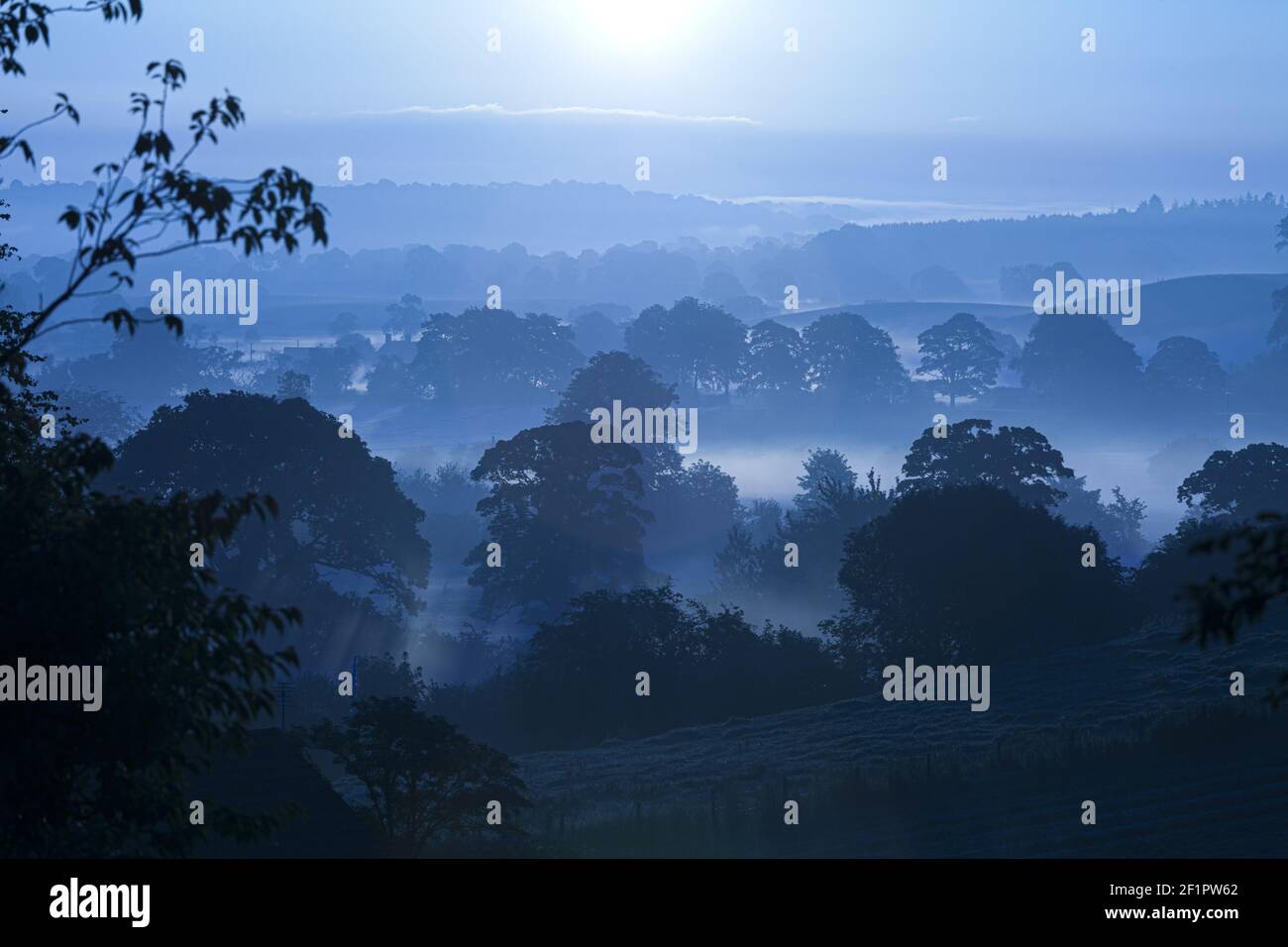 Alberi all'alba a Irthington, Cumbria, Regno Unito Foto Stock