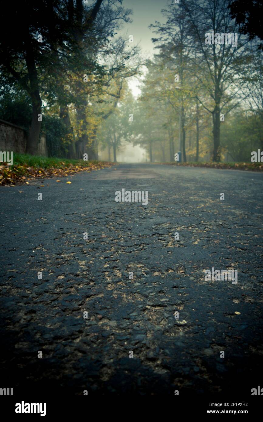 misteriosa strada fiancheggiata da alberi in una giornata foggosa Foto Stock