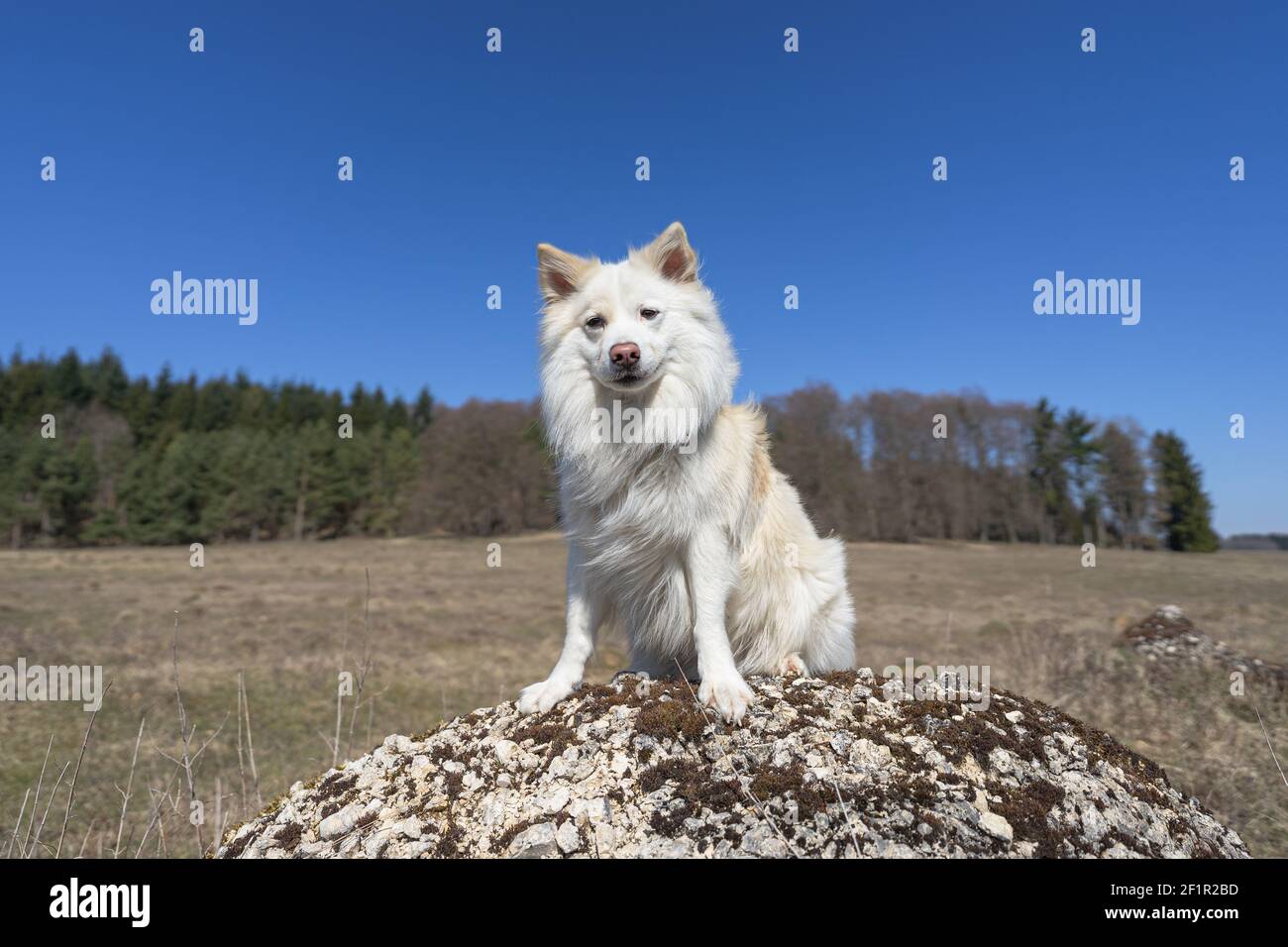 Sul posto di osservazione Foto Stock