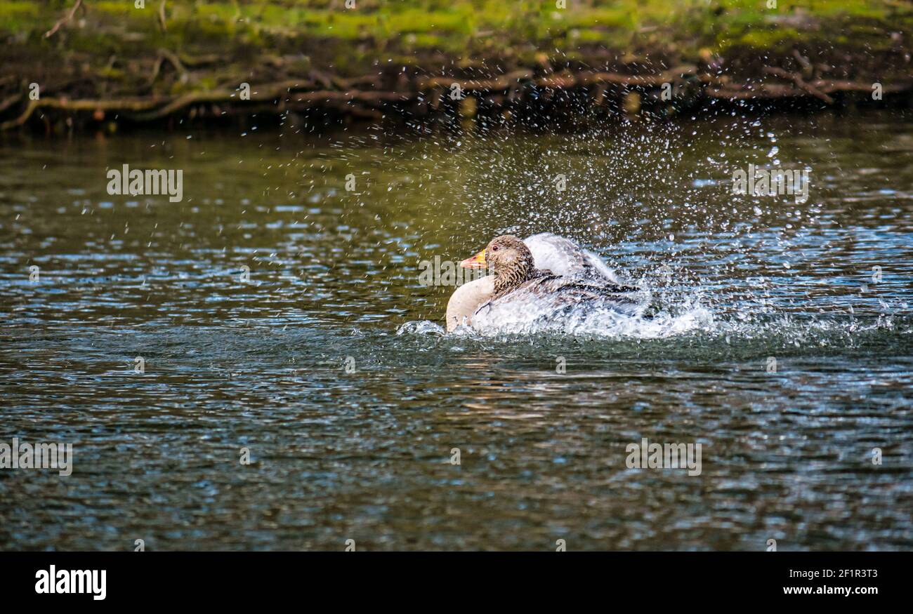 Gylag oca (Anser anser) nuotare in lago spruzzi in acqua per pulire piume, Gosford Estate, East Lothian, Scozia, Regno Unito Foto Stock