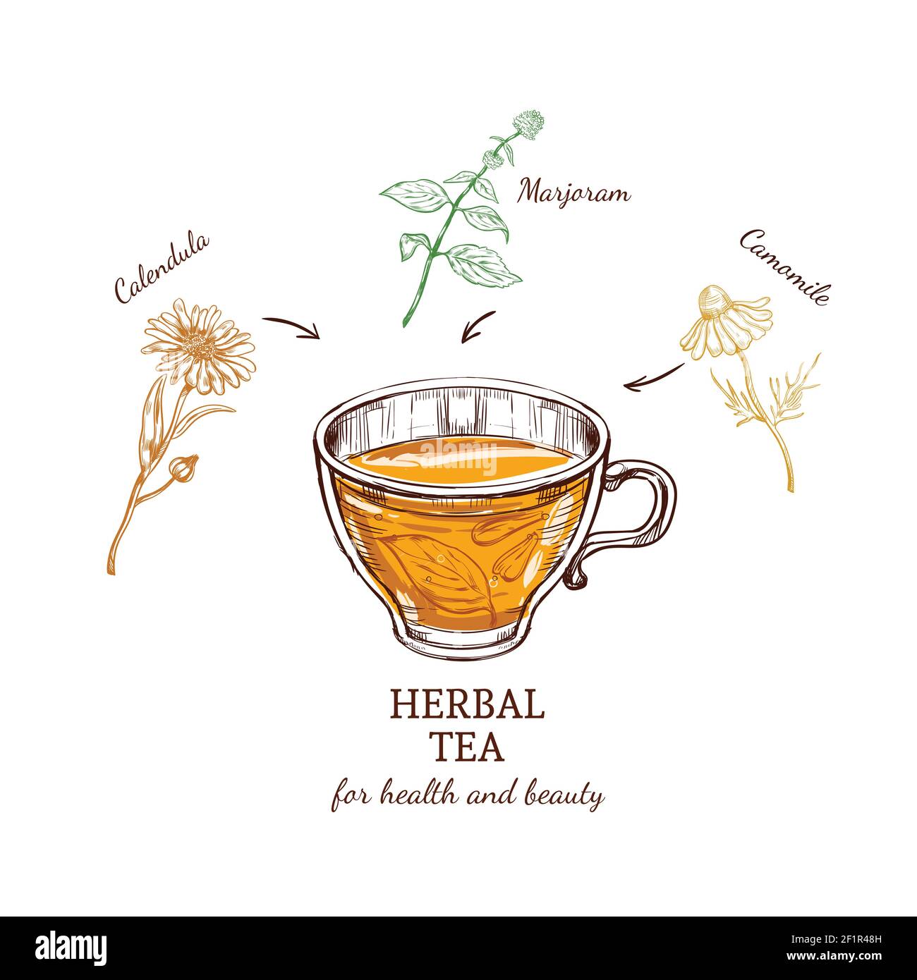 Il concetto di ricetta del tè alle erbe ha valore per la salute con calendula marjoram e ingredienti camomilla isolato illustrazione vettoriale Illustrazione Vettoriale