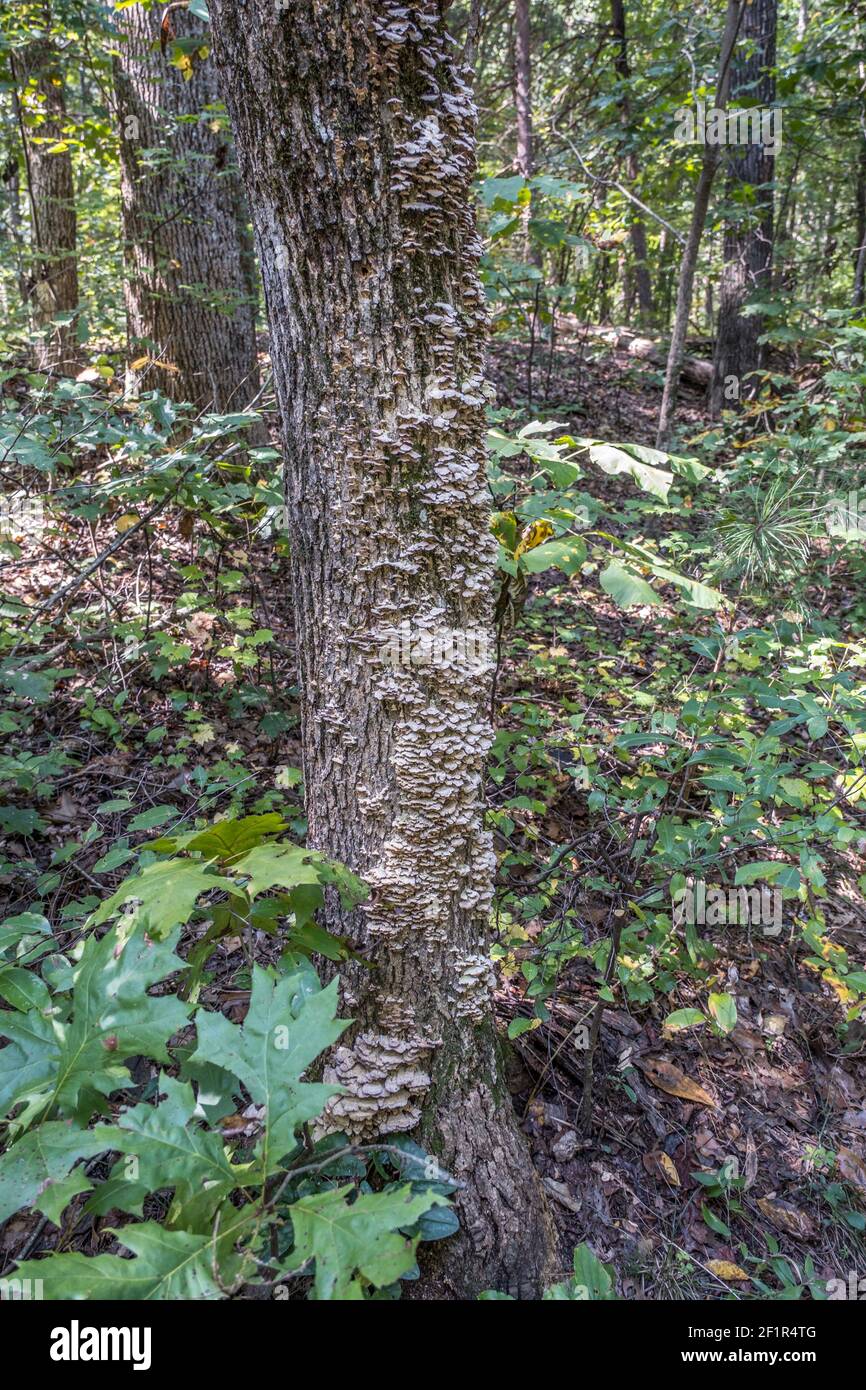 Un albero vivente coperto con fungo della staffa anche conosciuto come funghi scaffali che crescono verso l'alto sulla corteccia del tronco nei boschi Foto Stock