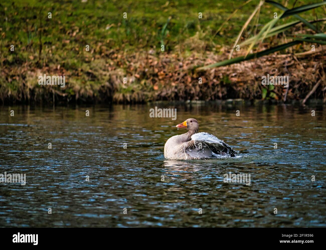 Gylag oca (Anser anser) nuotare in lago spruzzi in acqua per pulire piume, Gosford Estate, East Lothian, Scozia, Regno Unito Foto Stock