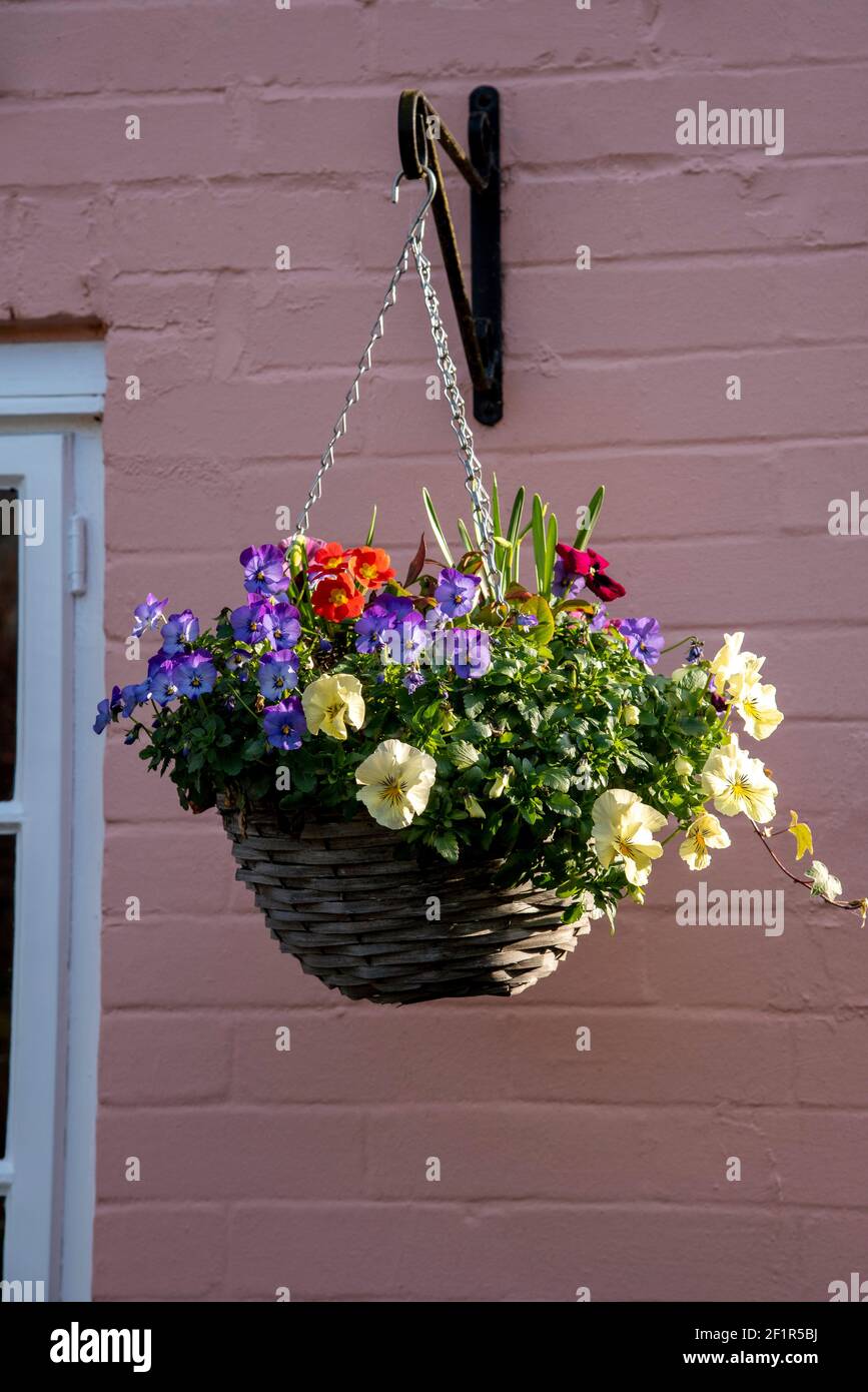 Inghilterra, Regno Unito. 2021. Cesto appeso in fiore con fiori invernali sul muro di una casa nel sud dell'Inghilterra. Foto Stock