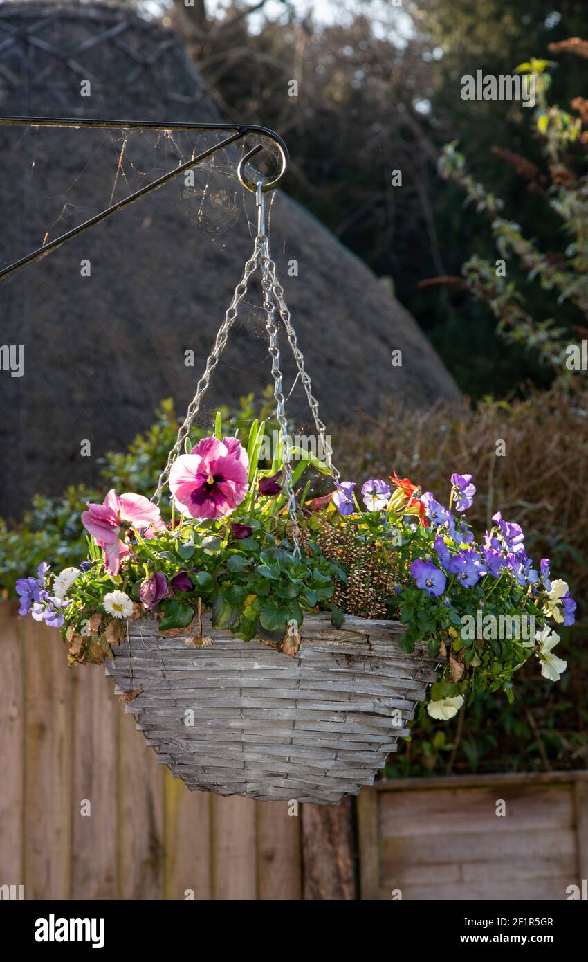 Inghilterra, Regno Unito. 2021. Cesto appeso in fiore con fiori invernali sul muro di una casa nel sud dell'Inghilterra. Foto Stock