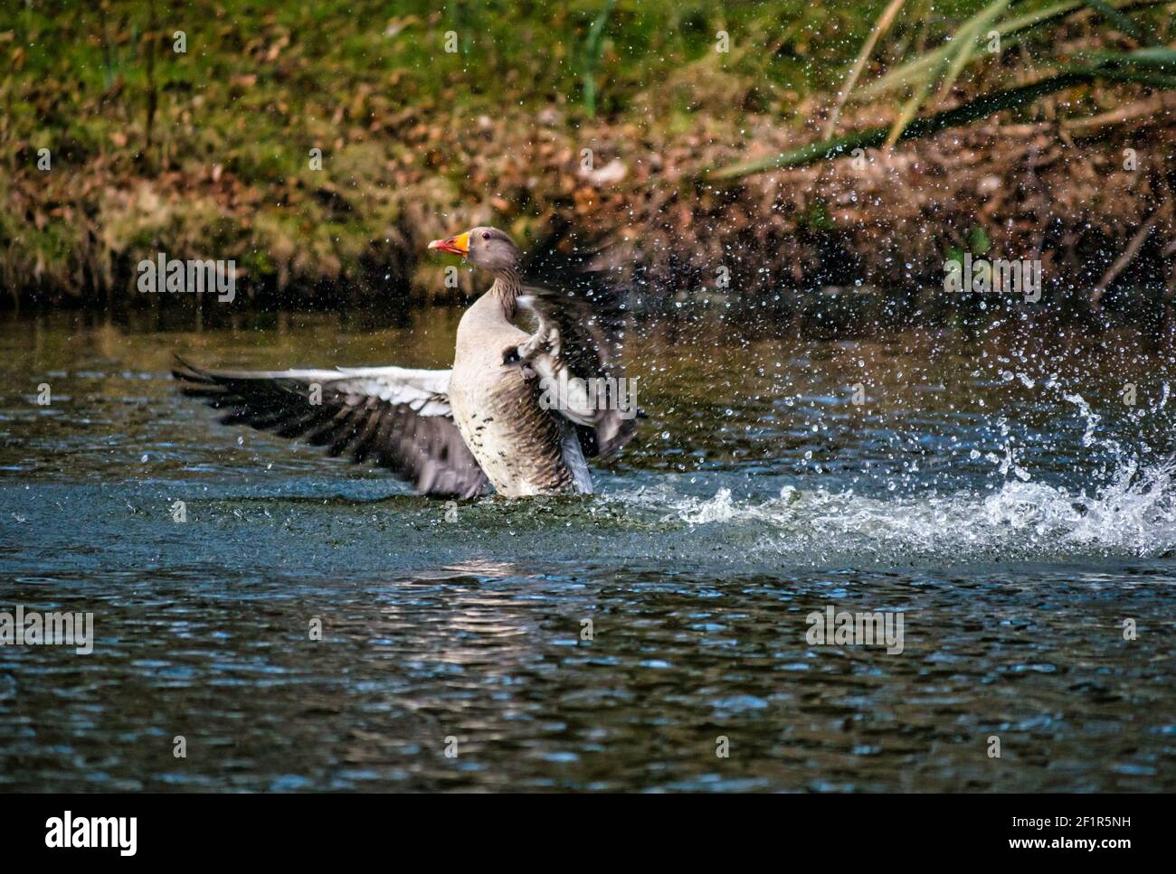 Greylag Goose (Anser anser) nuotare in lago che flap ali allungate, Gosford Estate, East Lothian, Scozia, Regno Unito Foto Stock