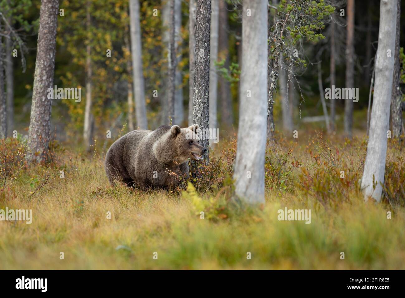 Orso bruno nell'habitat naturale della Finlandia, fauna selvatica della finlandia, incontro raro, grande predatore, natura selvaggia europea. Bella e maestosa Brown Bear U Foto Stock