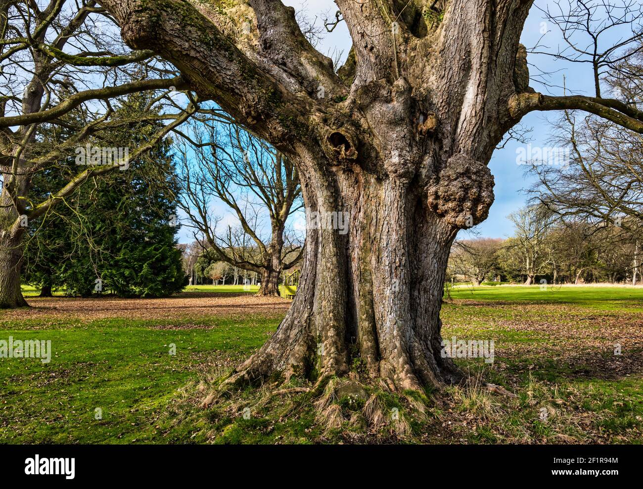 Vecchio tronco di quercia con grande burr, tenuta di Gosford, East Lothian, Scozia, Regno Unito Foto Stock