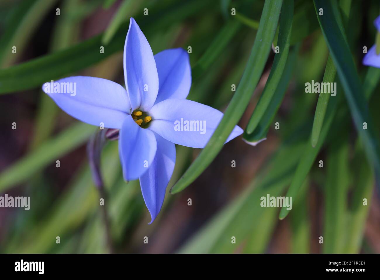 Macro fotografia di un fiore selvatico Foto Stock
