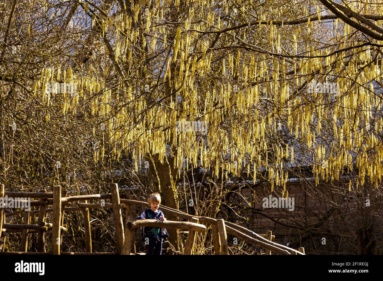 Una splendida esposizione di cetriolini di nocciola sotto il sole primaverile Foto Stock