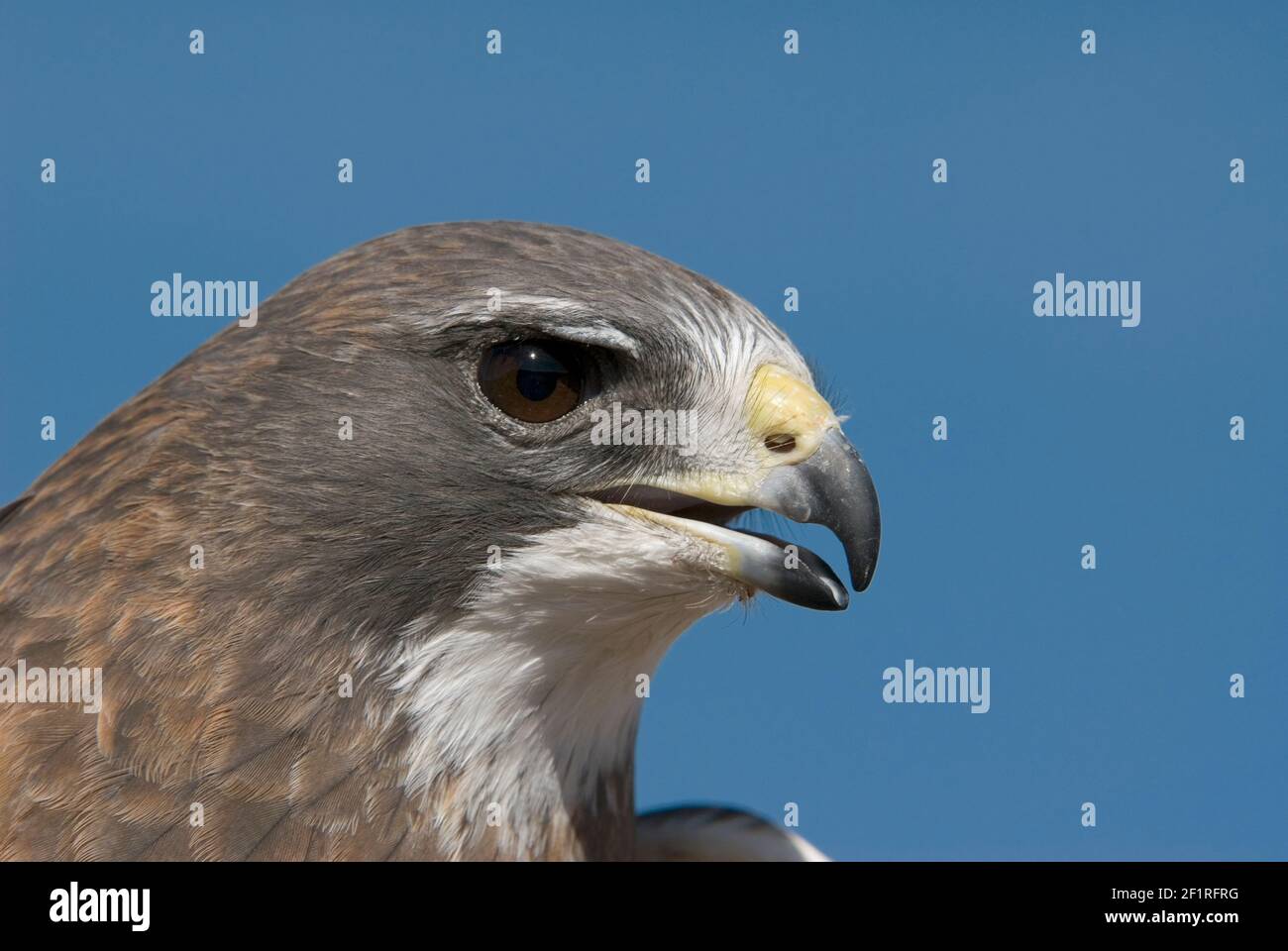 Falco di Swainson; New Mexico; montagne di San Juan; fauna selvatica; uccelli; Rapaci; rapitori; ; Foto Stock