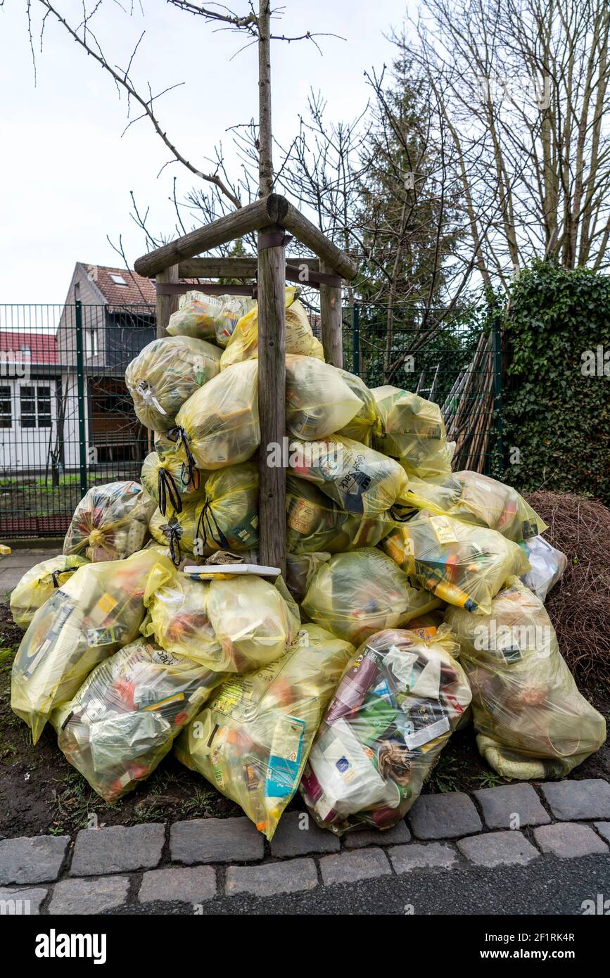 Sacchi gialli, impilati in una strada residenziale, da un albero, in attesa di essere raccolti da una società di gestione dei rifiuti, rifiuti domestici riciclabili, parte di t Foto Stock