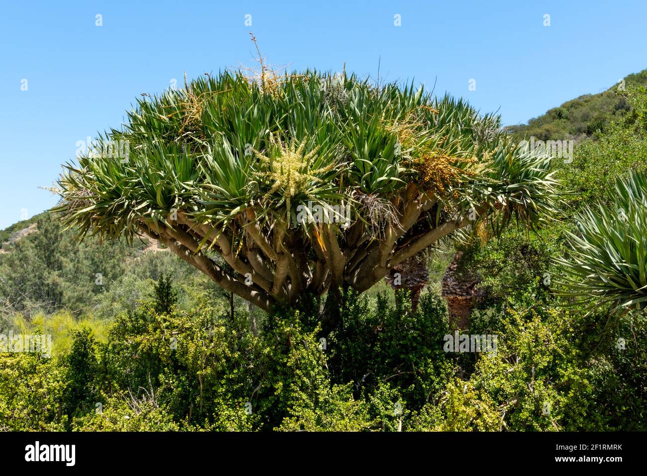 Albero tropicale all'interno del Wrigley Memorial e del Giardino Botanico di Santa Isola di Catalina Foto Stock
