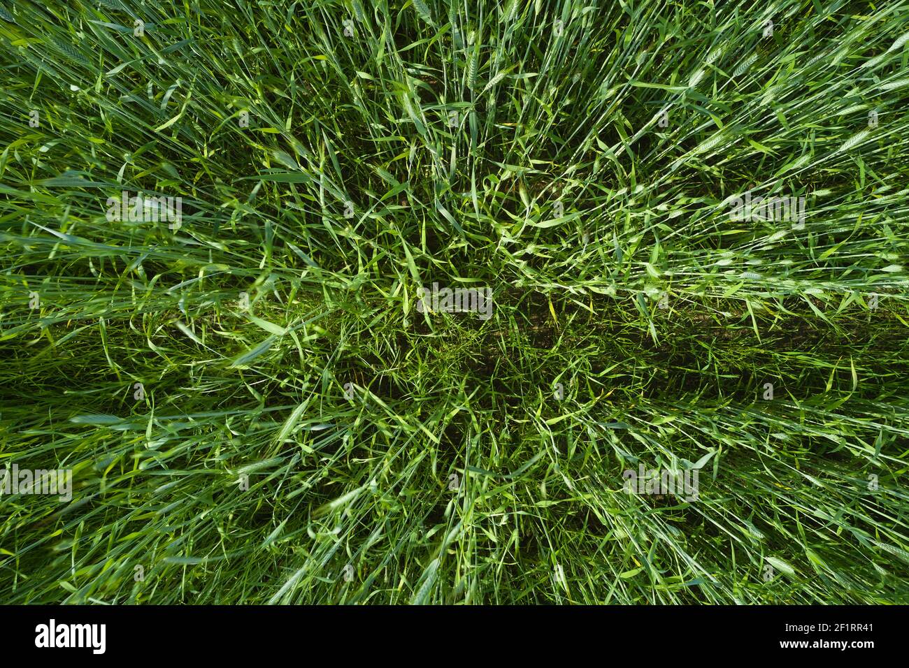 Sfondo e consistenza di fresco verde giovane campo di cereali Foto Stock