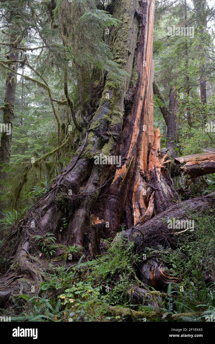 Old cedar Tree, Rain Forest Trail, Pacific Rim National Park Foto Stock