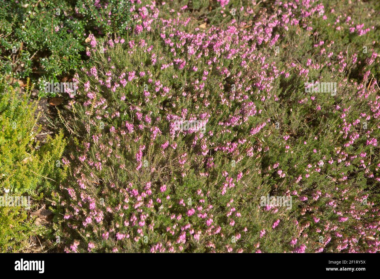 Primavera fioritura Evergreen Pink Heather (Erica cornea 'Myretoun Ruby') che cresce in un giardino roccioso nel Devon Rurale, Inghilterra, Regno Unito Foto Stock