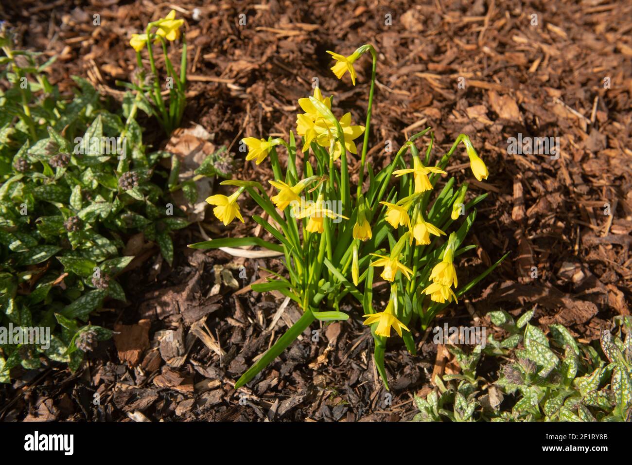 Gruppo di piante di Daffodil giallo brillante in fiore di primavera (Narcissus 'Jumblie') Crescere in un confine erbaceo circondato da Mulch in un Giardino Foto Stock