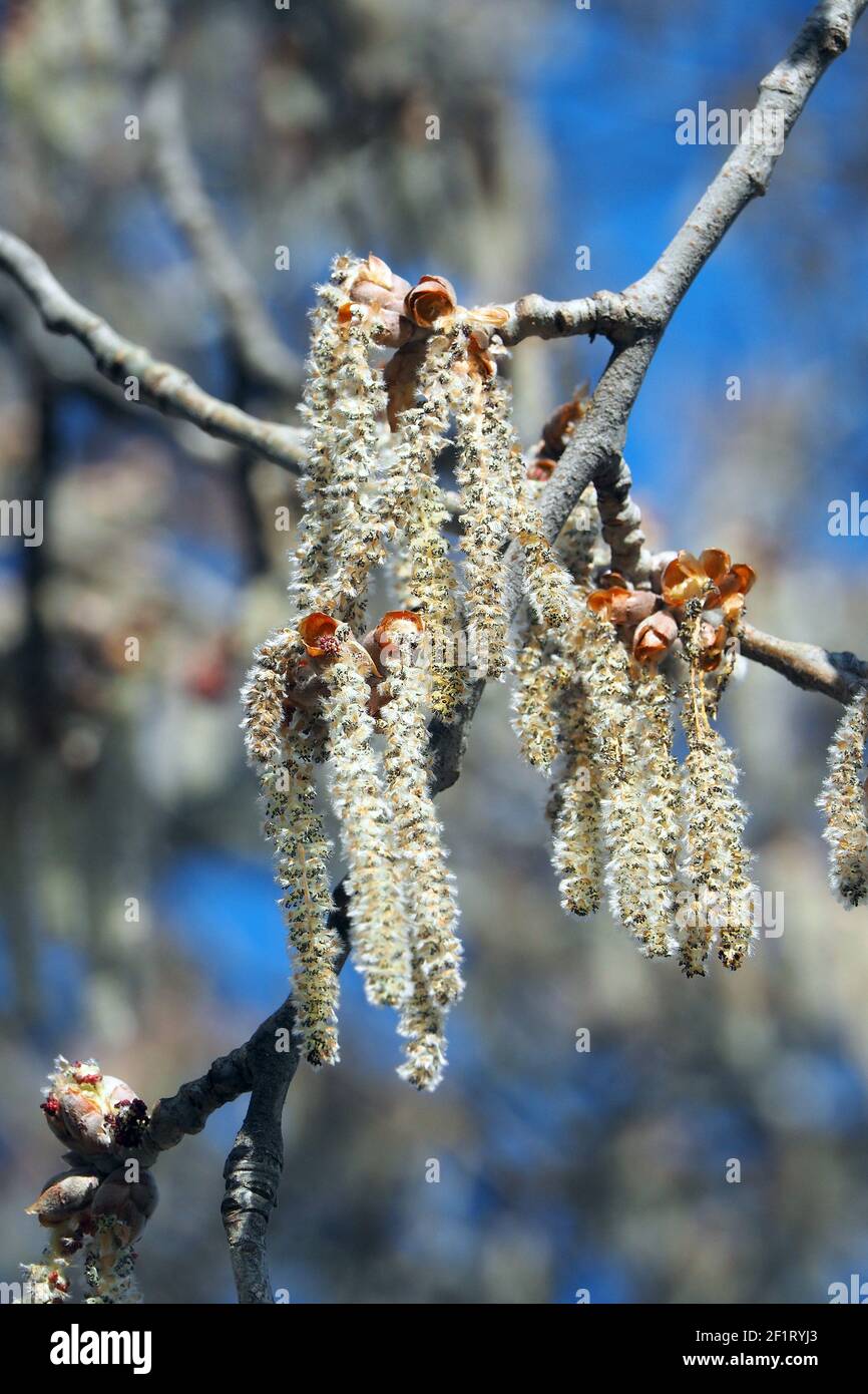 Pioppo d'argento, pioppo bianco, Silber-Pappel, Weiß-Pappel, Peuplier blanc, Populus alba, fehér nyár, Budapest, Ungheria, Magyarország, Europa Foto Stock