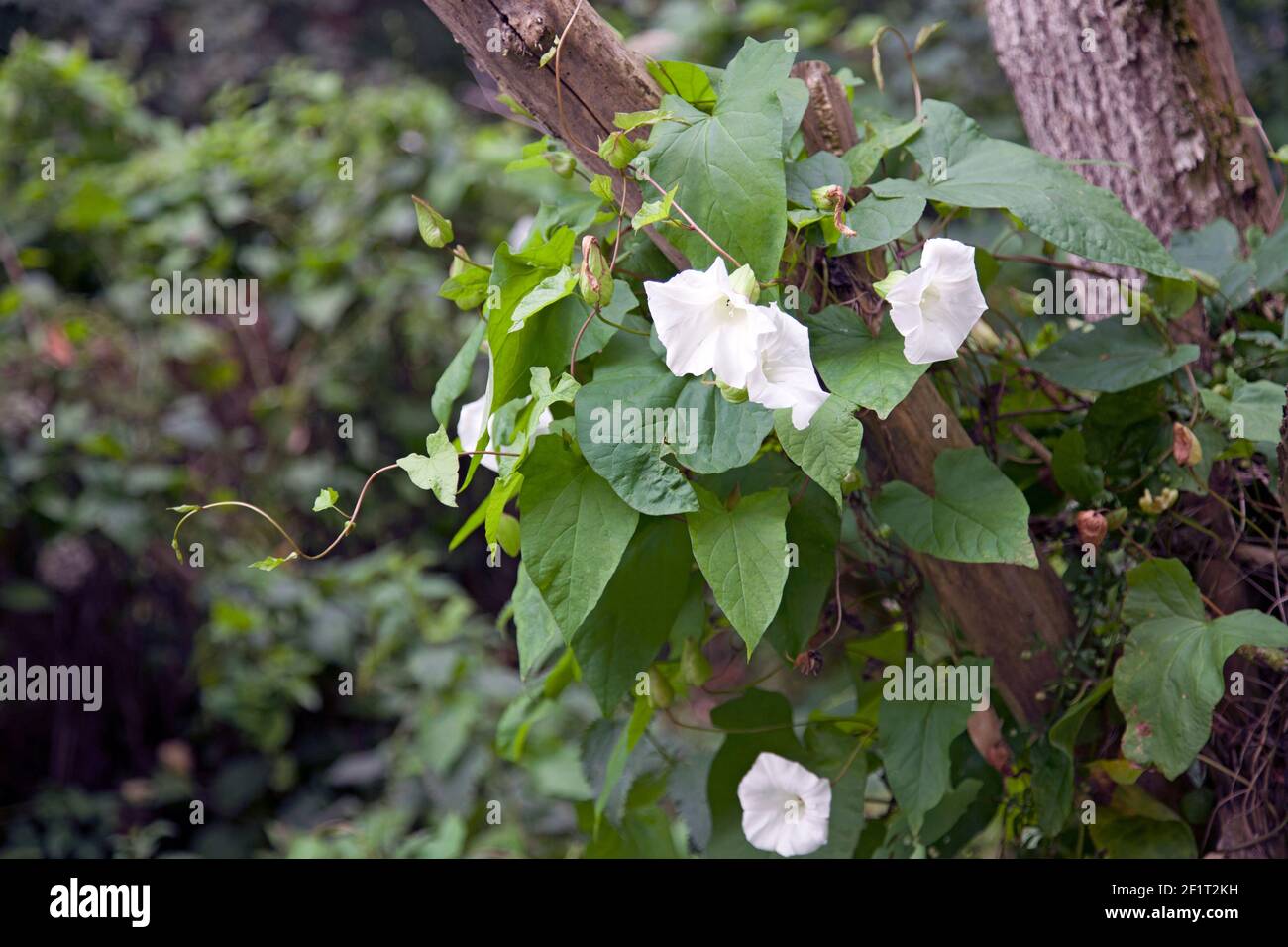 Siepe bindweed (Calistegia sepium) che gemellano intorno ad un ramo di albero, con fiori tromba bianchi puri Foto Stock