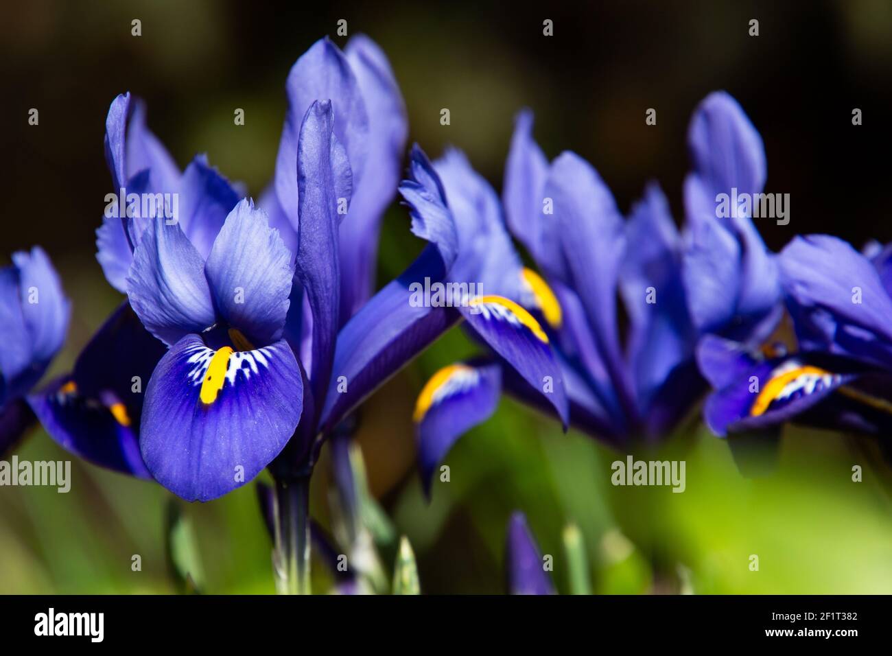 Iris con rete blu in primavera, chiamato anche iris reticulata o iris zwerg Foto Stock