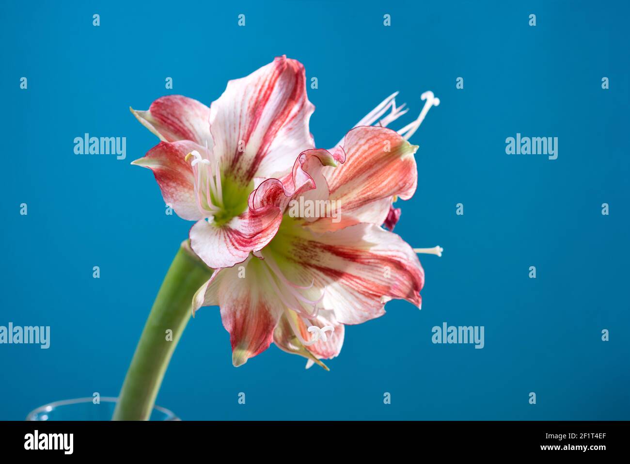 Fiori bianco-rosa di Amaryllis flower o Hippeastrum Gervase su sfondo blu con spazio vuoto per il testo. Foto Stock