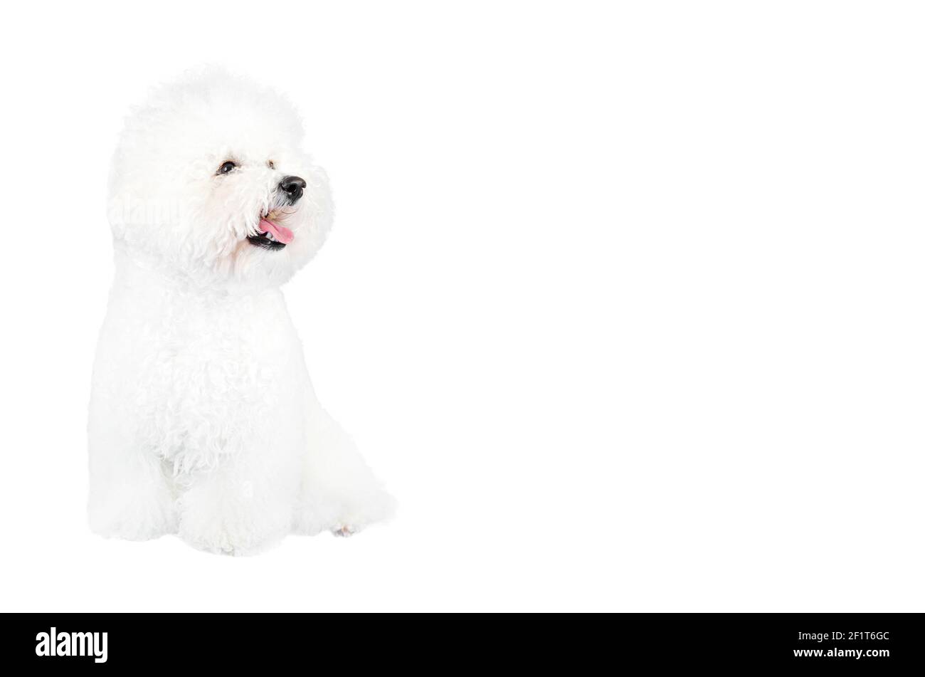Primo piano di un cane Bichon Frise seduto su uno sfondo bianco che attacca la lingua. Foto Stock
