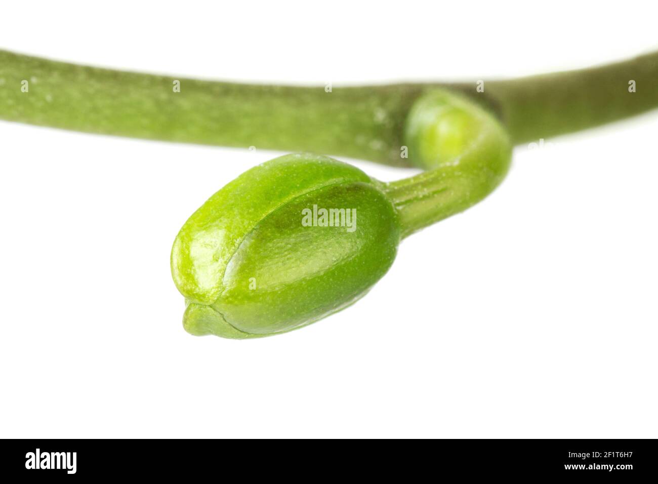 Un estremo primo piano di un orchidea isolato su sfondo bianco Foto Stock