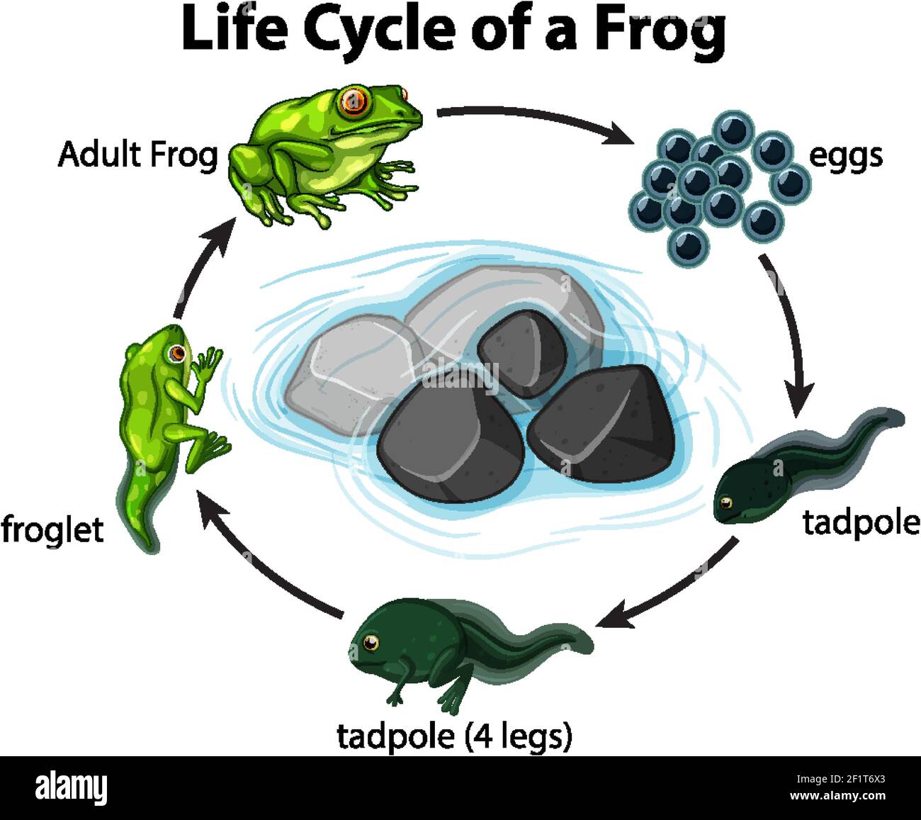 Diagramma che mostra il ciclo di vita delle rane su sfondo bianco Illustrazione Vettoriale