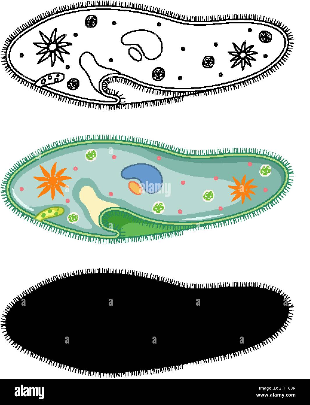Set di Paramecium in silhouette e doodle su sfondo bianco illustrazione Illustrazione Vettoriale