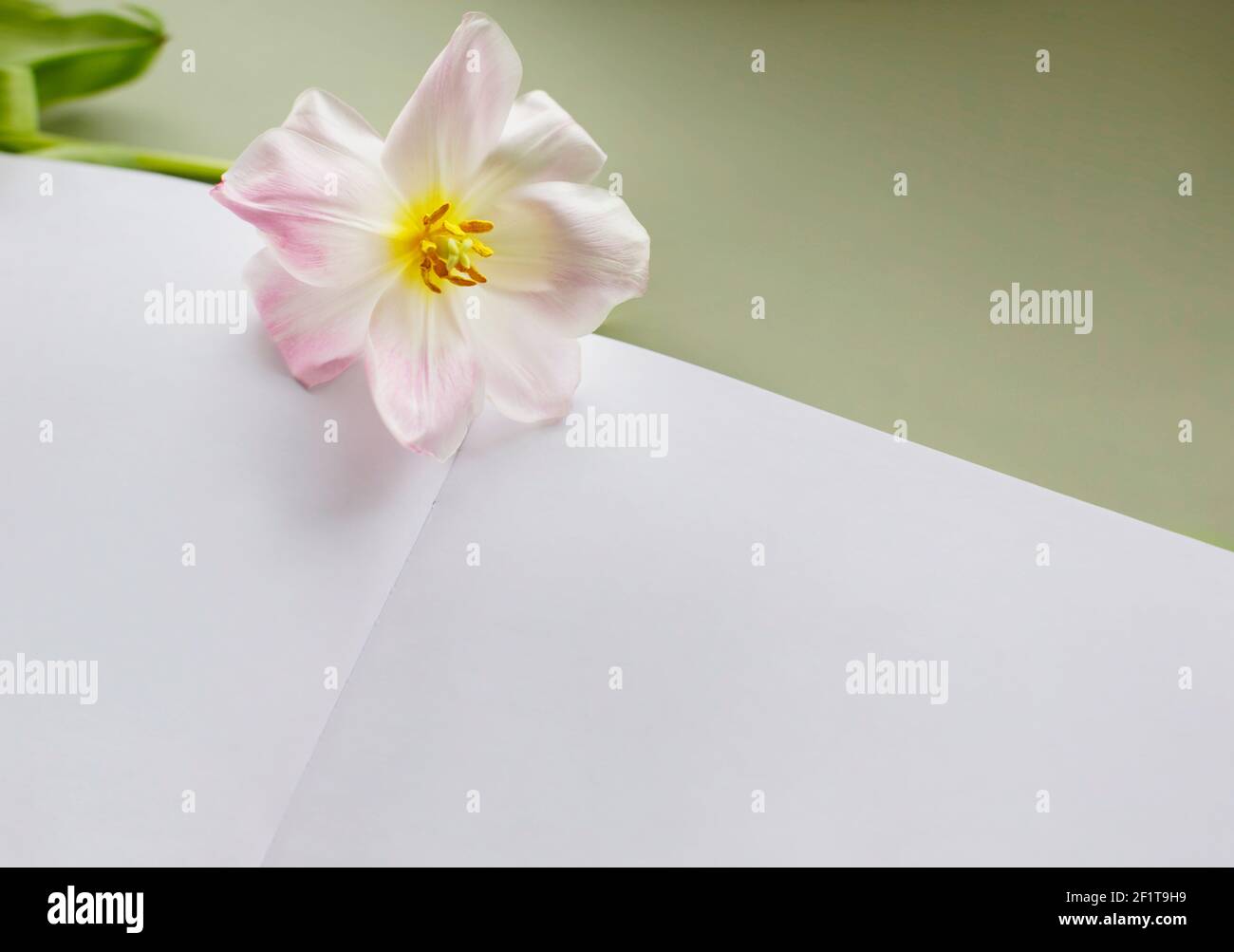 Apri il mockup di un libro di schizzo con un foglio bianco e un fiore tulipano a germoglio aperto. Foto Stock