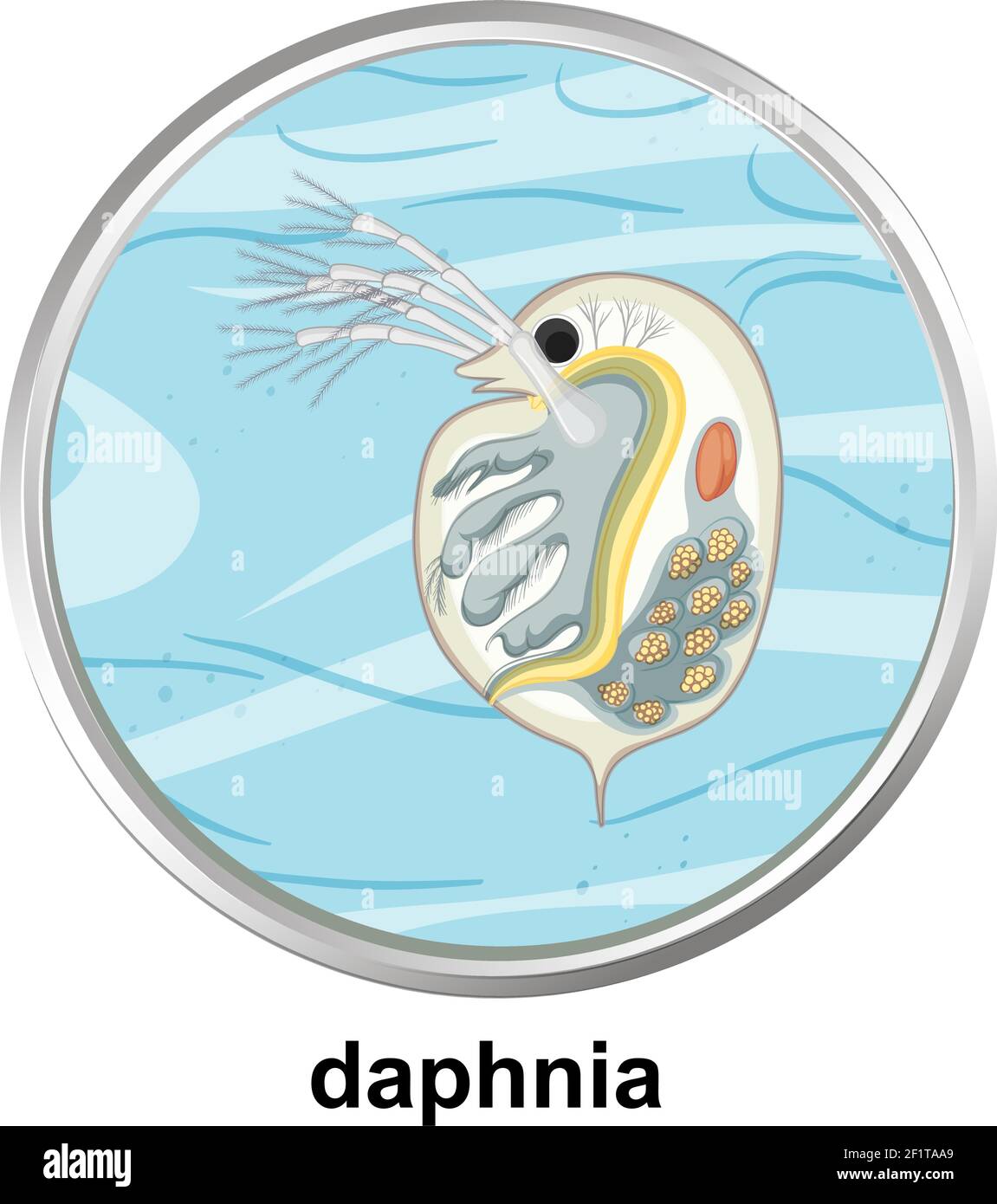 Struttura anatomica di Daphnia su sfondo bianco Illustrazione Vettoriale