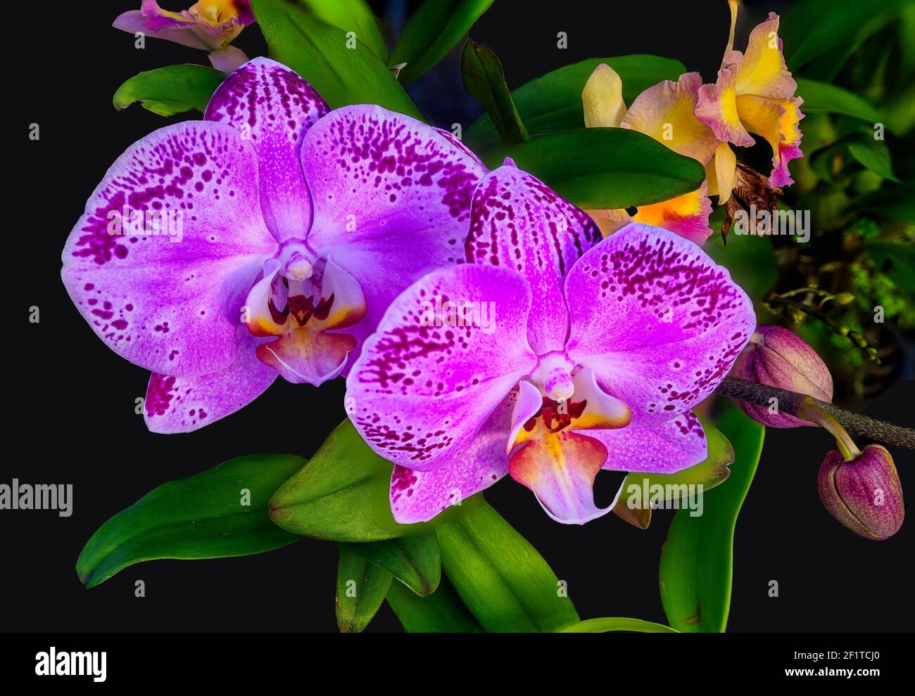 Primo piano di fiori di Orchidea rosa Falaenopsis Foto Stock