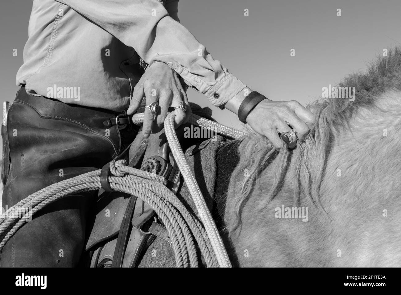 USA, Colorado, Custer County, Westcliffe, Music Meadows Ranch. Particolare della mano femminile ranch in tipico abbigliamento Western ranch e gioielli turchesi. B&N. Foto Stock