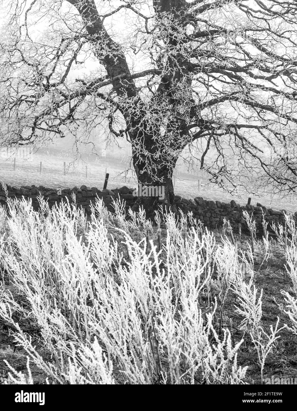 I gambi del dock sono bianchi con il gelo dell'avvenimento / il gelo del vento. Beyond è un sycamore (Acer pseudoplatanus) (Inghilterra, Regno Unito) Foto Stock