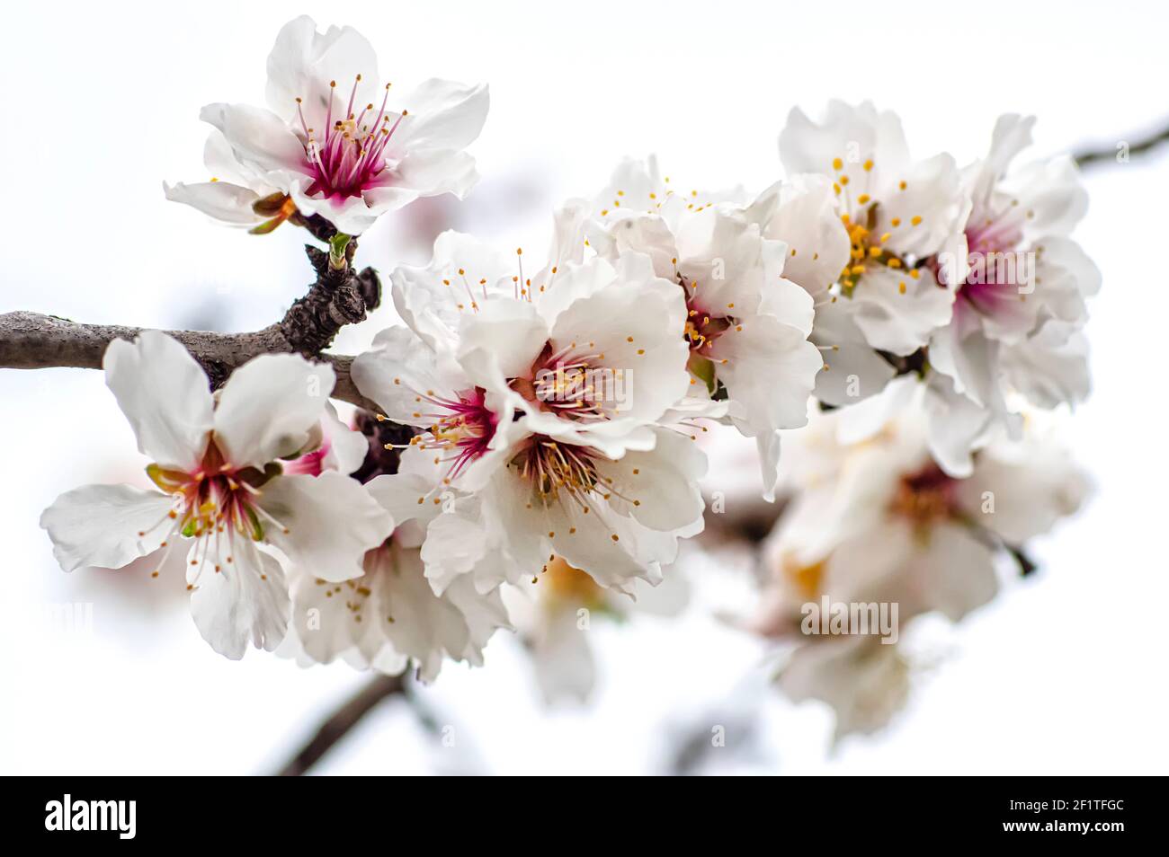 Almond Blossom fotografato in Sardegna, fiorito Almond Tree e Almond Blossom rami Foto Stock