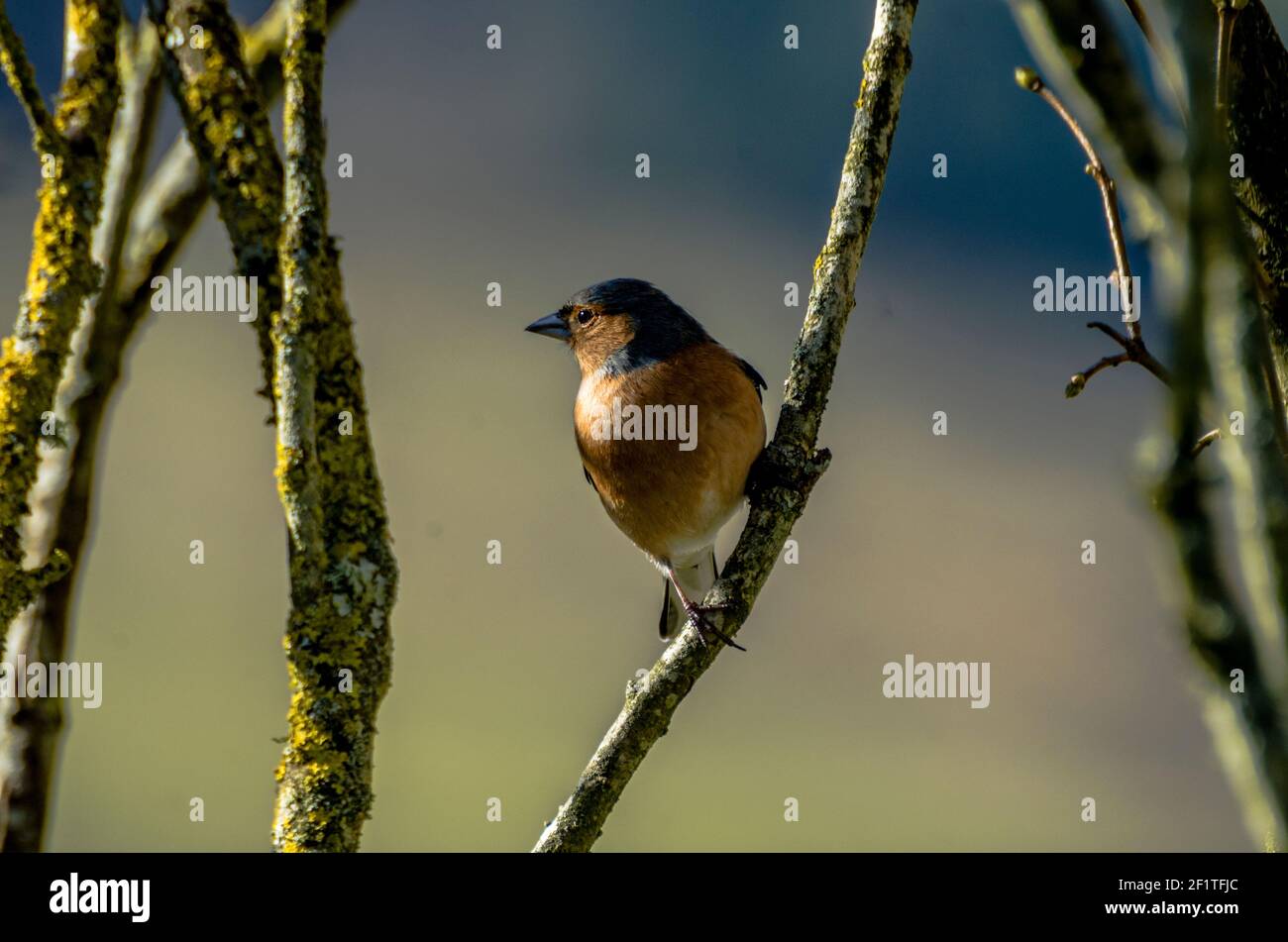 Un maschio chaffinch (Fringilla coelebs) perches su un ramo lilla in luce solare invernale (Inghilterra, Regno Unito) Foto Stock