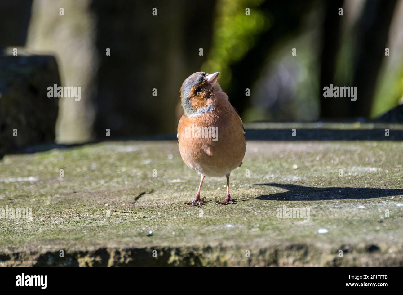 Un maschio chaffinch (Fringilla coelebs) si trova sulla parte superiore piatta di un muro di pietra in luce solare invernale e guarda quizically (Inghilterra, Regno Unito) Foto Stock