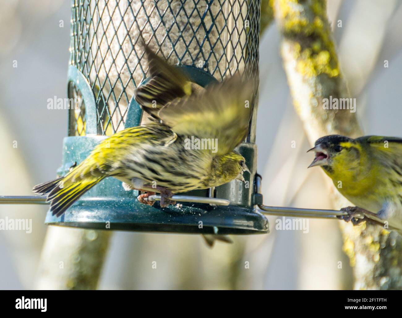 Due siskin (Spinus spinus) squabling aggressivo su un birdfeeder in luce solare invernale (Inghilterra, Regno Unito) Foto Stock