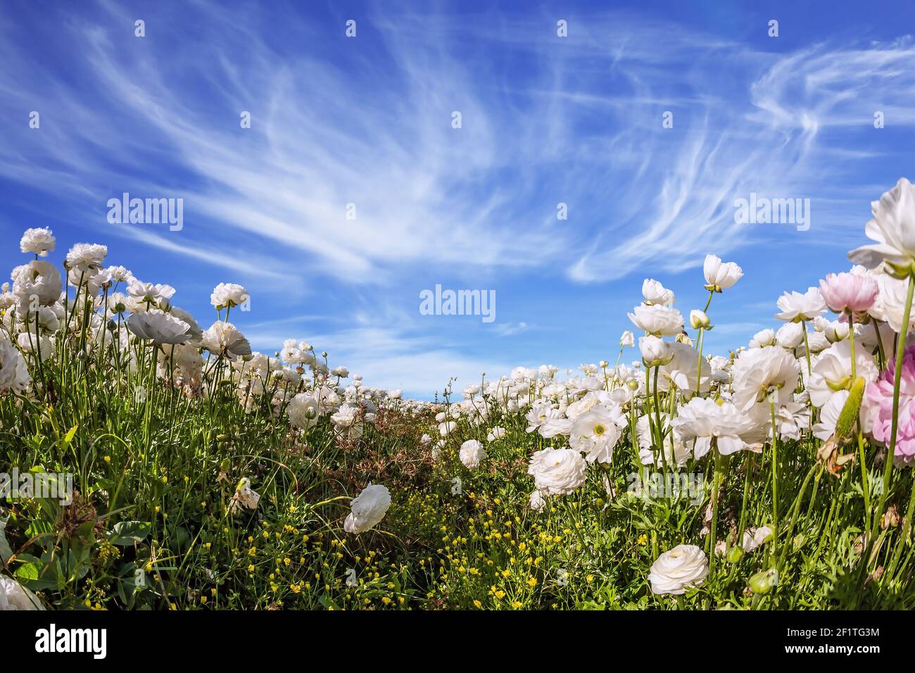Pittoresco campo di farfalle bianche fiorite Foto Stock