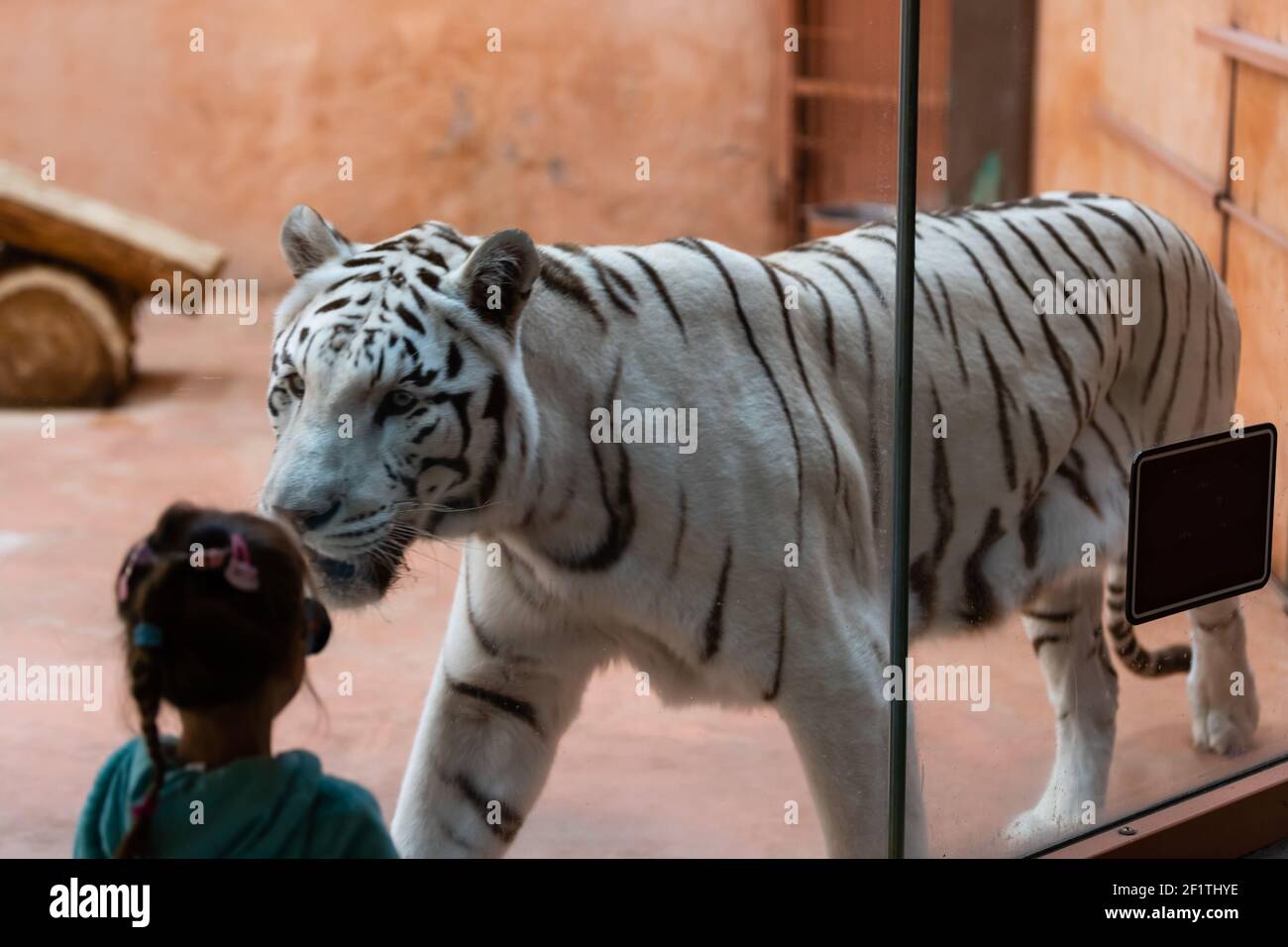 Tiger bambina sales