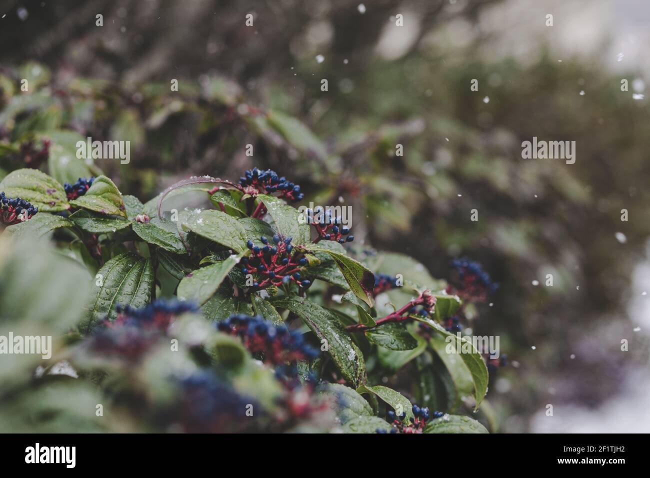 Fiocchi di neve che cadono sulla macchia verde fiorita con bacche blu durante la tempesta di neve in primavera, primo piano Foto Stock