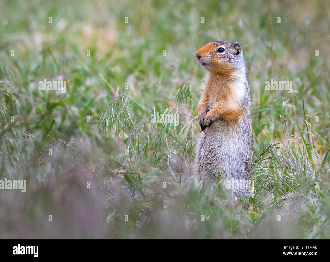 Colombiano Ground Squirrel in piedi allerta in erba in Lee Metcalf National Wildlife Refuge in Montana Foto Stock