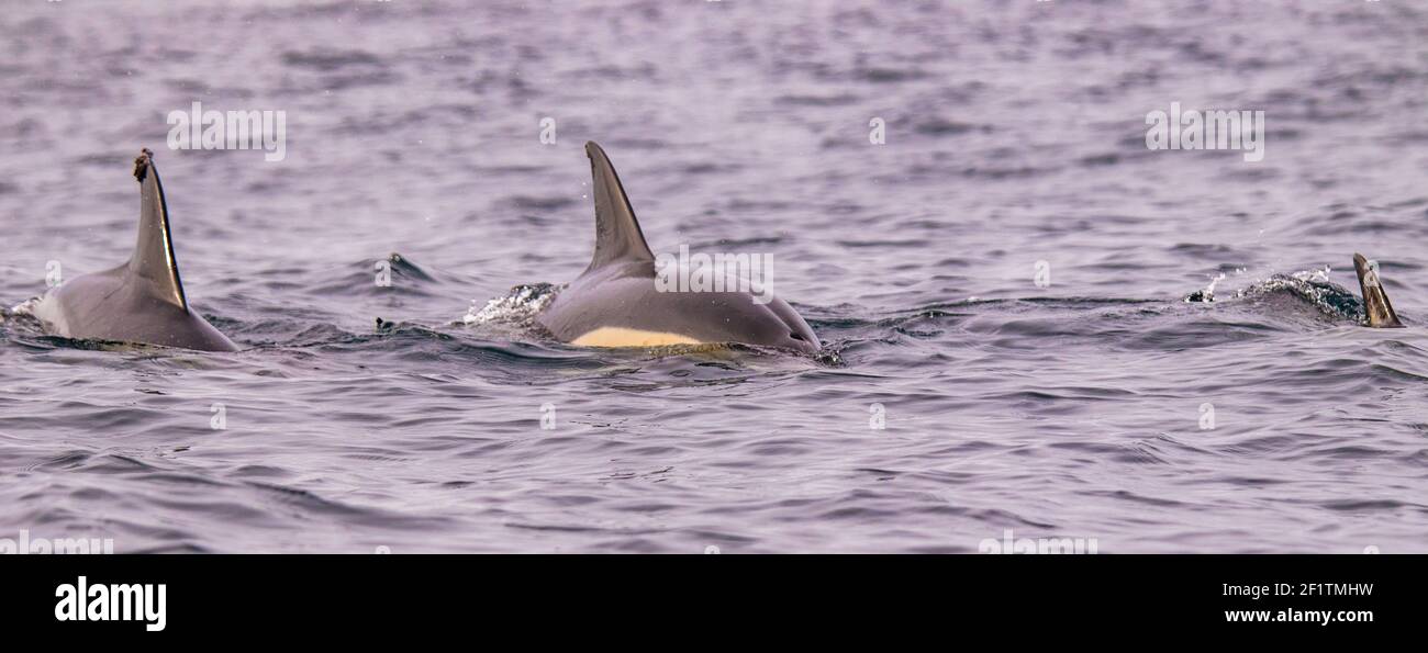 Delfini comuni alle isole Azzorre, attività di avvistamento delle balene, grande esperienza. Foto Stock