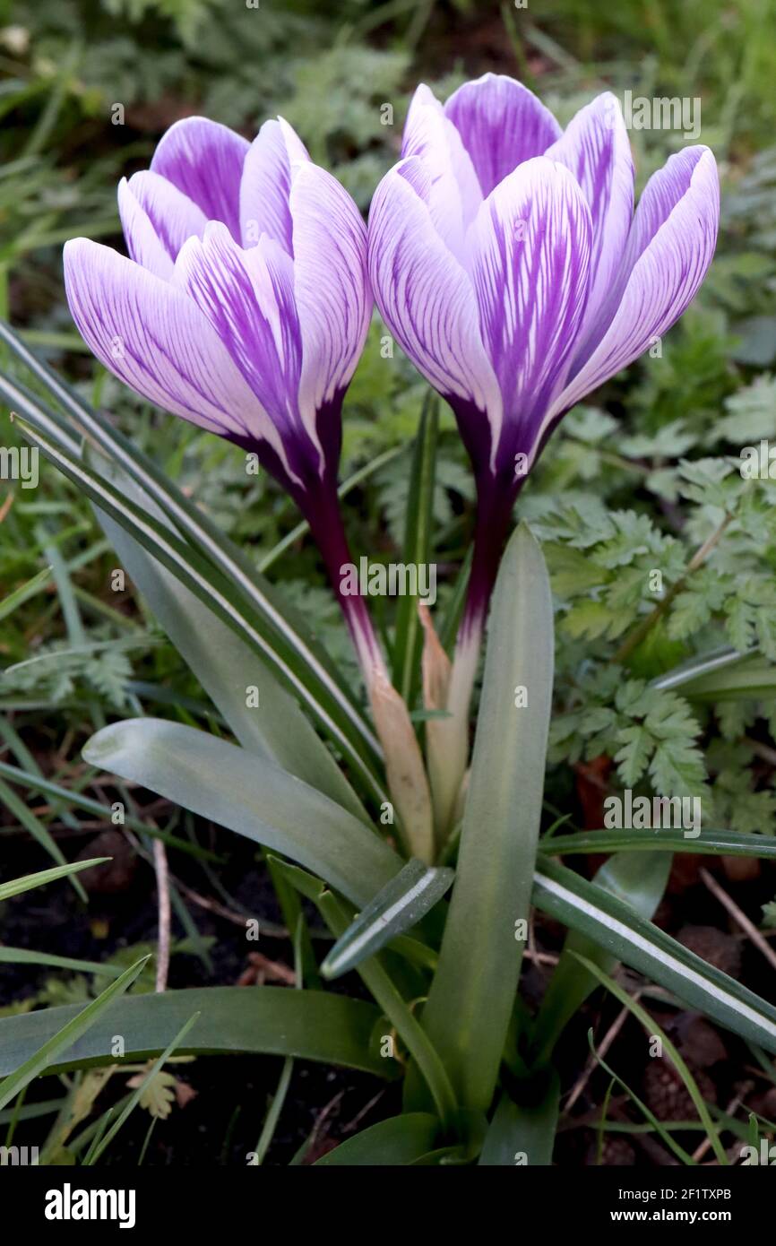 Crocus vernus ‘Pickwick’ Pickwick Crocus – fiori bianchi con vene viola, marzo, Inghilterra, Regno Unito Foto Stock