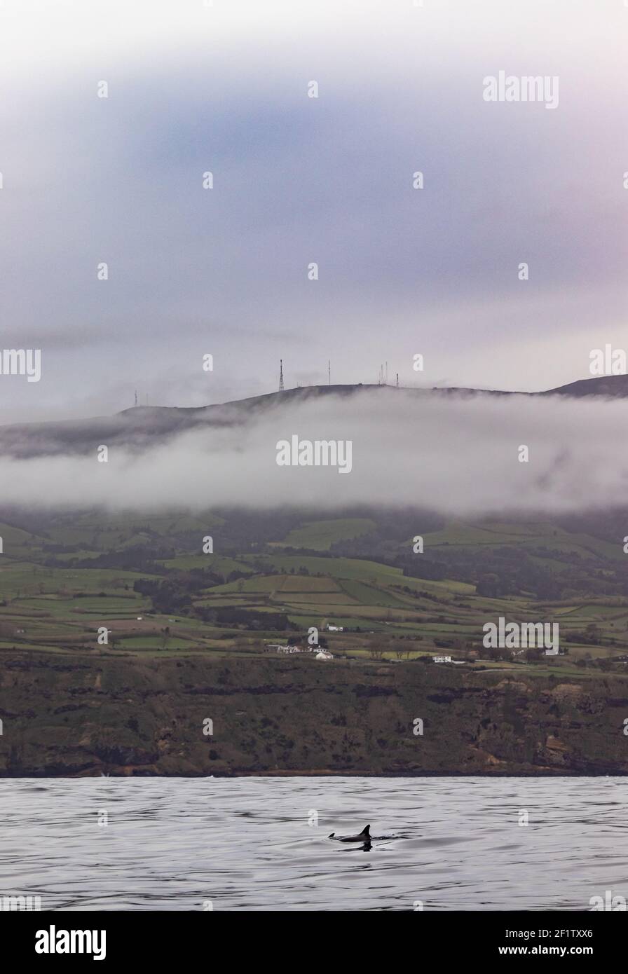 Luce mattutina sull'oceano atlantico, durante il viaggio di avvistamento delle balene, isole Azzorre. Foto Stock