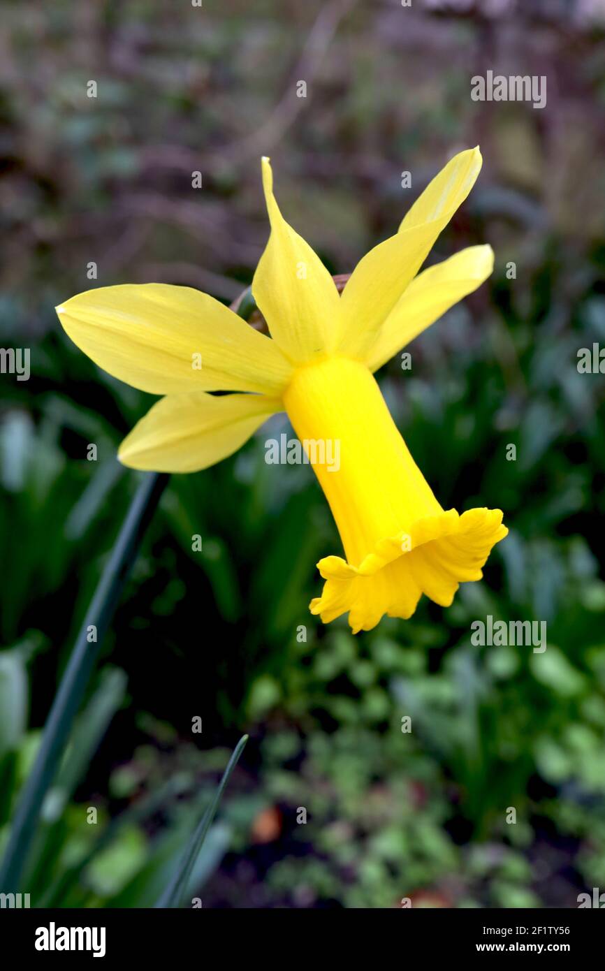 Narcissus ‘Febbraio Gold’ / Daffodil Febbraio Gold Division 6 Cyclamineus Daffodils giallo con coppe frilly, marzo, Inghilterra, Regno Unito Foto Stock