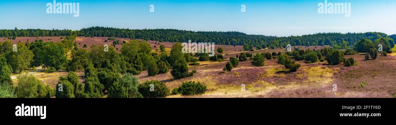 Una vista panoramica del paesaggio di brughiera lilla sul Lunenburger salute Foto Stock