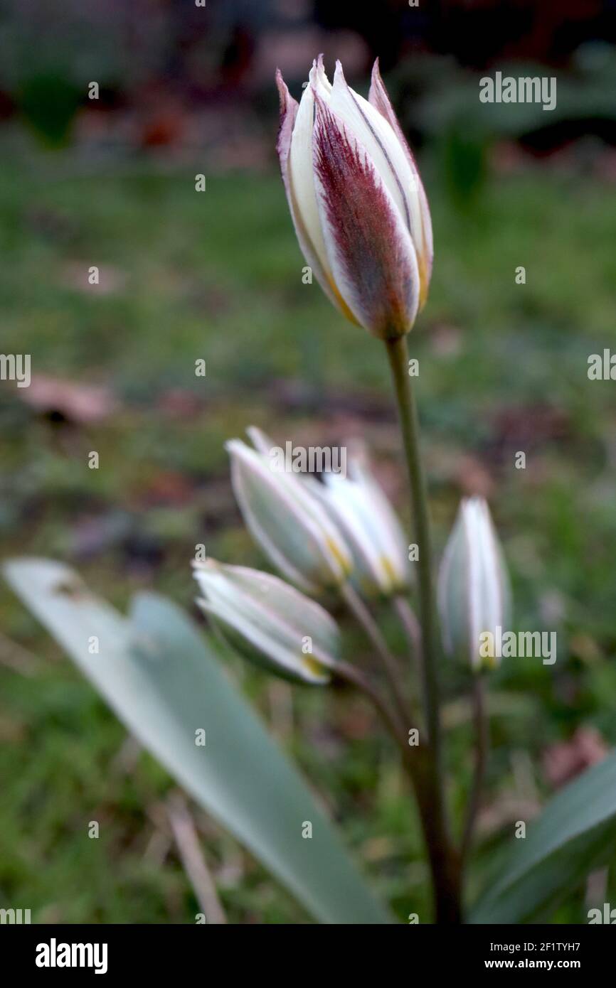 Tulipa biflora specie tulipano 15 biflora tulipano – tulipani bianchi con colore viola e verde, base gialla, marzo, Inghilterra, Regno Unito Foto Stock