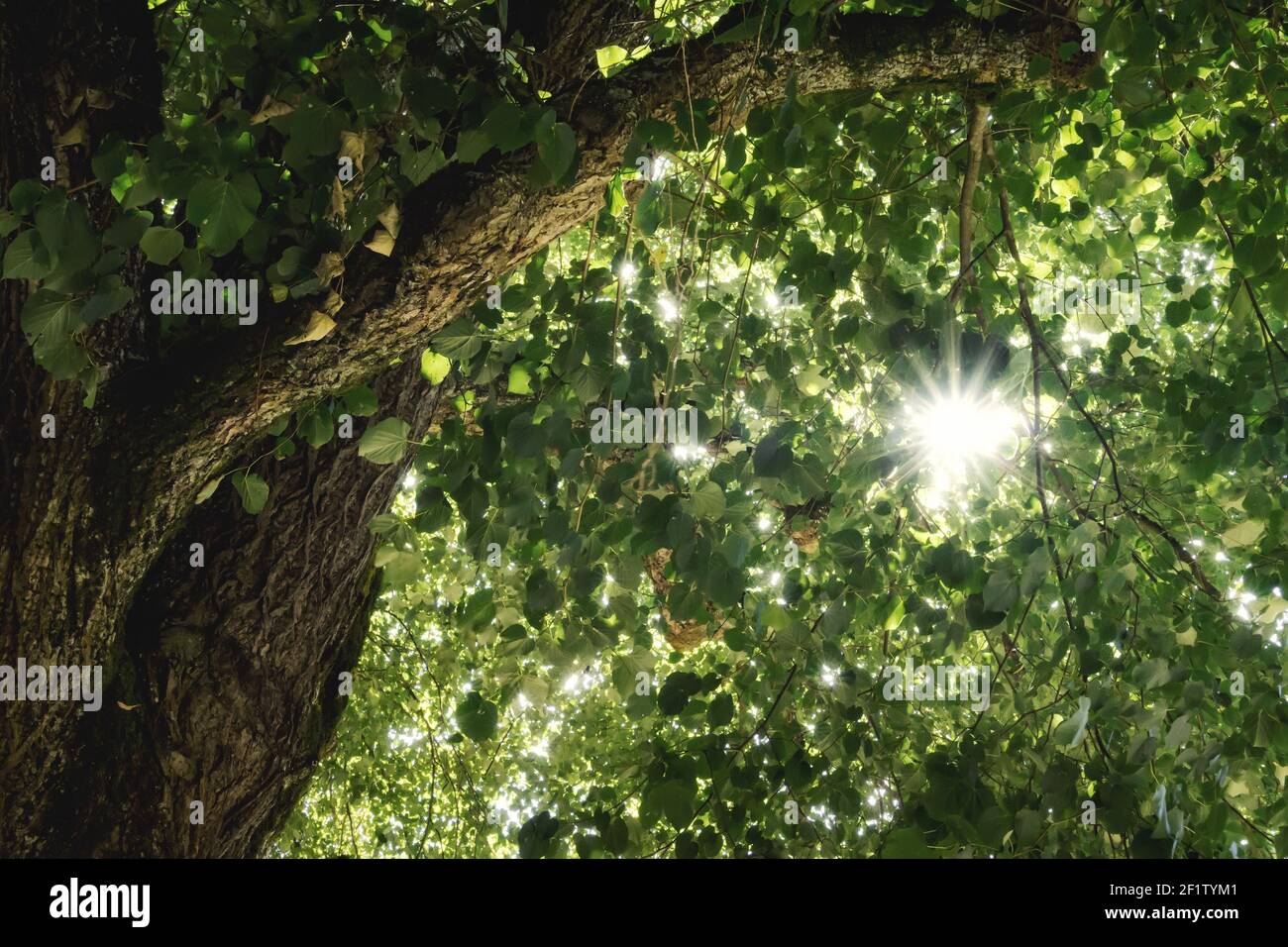 Stella del sole attraverso verdi foglie di alberi Foto Stock